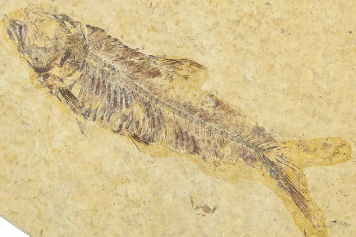 Bargain, Fossil Fish (Knightia) - Wyoming #345444